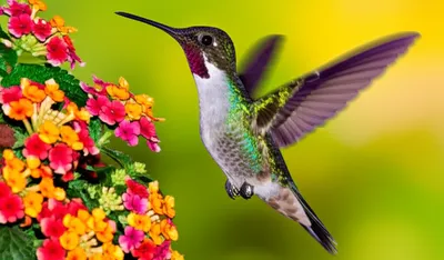 Illustration flit - Image 1