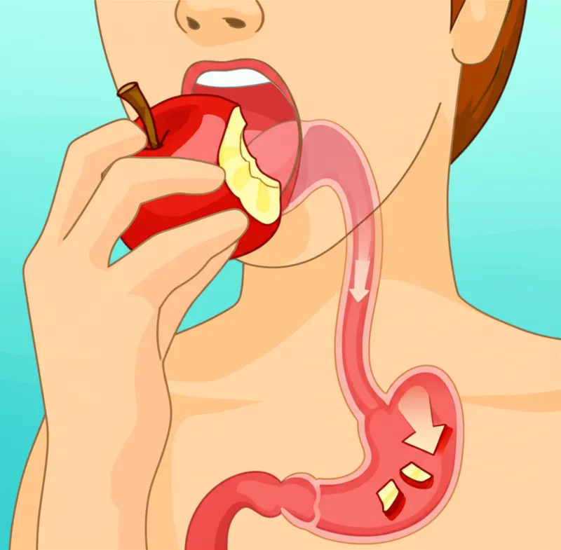 Visuelle Darstellung für das Wort „ingested" - Aufnehmen, schlucken