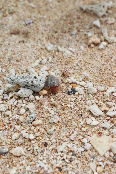 Illustration decapod - Image 2