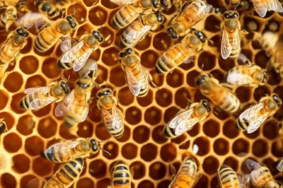 Illustration humming - Image 1