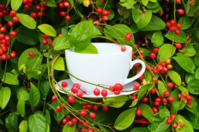 Illustration porcelain