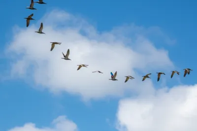 Illustration anomalies - Image 1