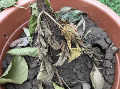 Illustration festered - Image 1