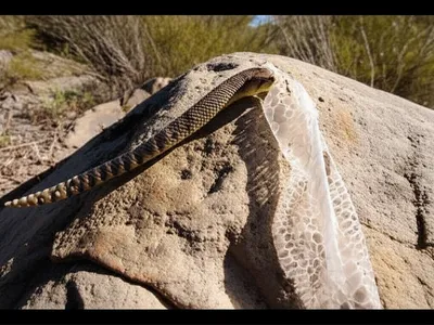 Illustration sloughed - Image 1