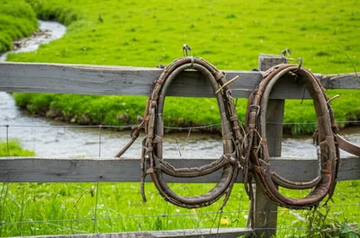 Illustration hames - Image 1