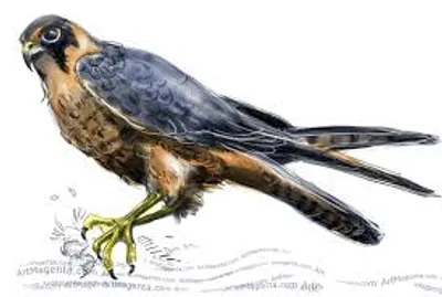 Hình ảnh minh họa hobby - Ảnh 2