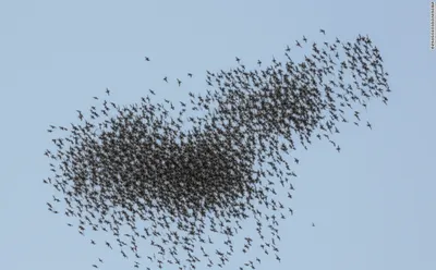 Illustration massed - Image 1