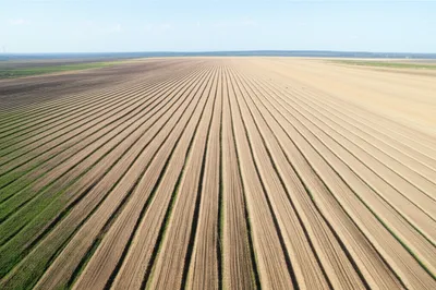 Illustration stripped - Image 1