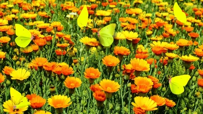 Illustration yellows - Image 1