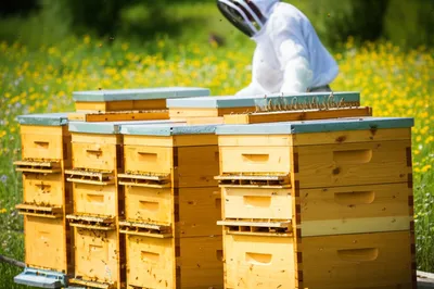 Illustration beehives - Image 1