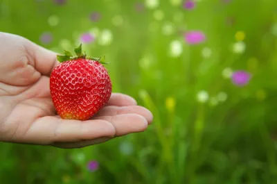 Illustration sweetest - Image 1