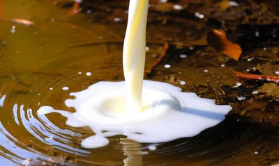 Illustration adulterate - Image 1