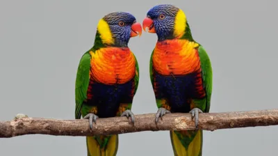 Illustration verbal - Image 1