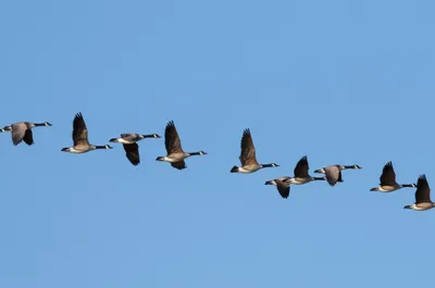 Illustration echelon - Image 1