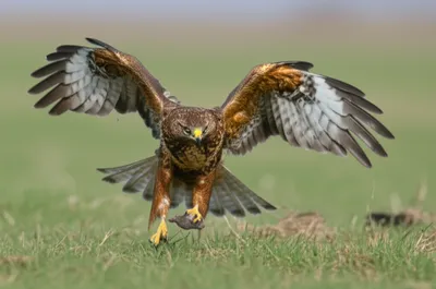 Illustration tire - Image 1