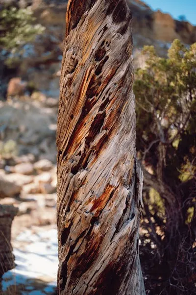 Illustration gnarl - Image 2