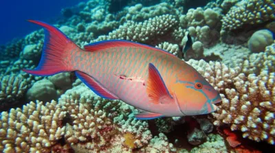 Illustration scar - Image 1