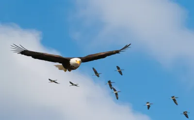 Illustration heads - Image 1