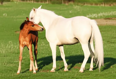 Illustration colt - Image 1