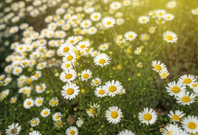 Illustration mayweeds - Image 1