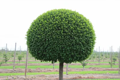 Illustration husbands - Image 1