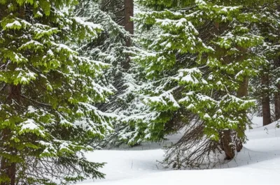 Illustration evergreens - Image 1