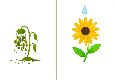 Illustration remedy - Image 1