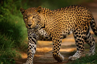 Illustration tigre - Image 1