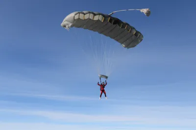 Illustration squids - Image 1