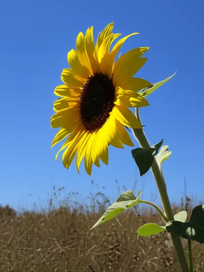 Illustration upward - Image 1