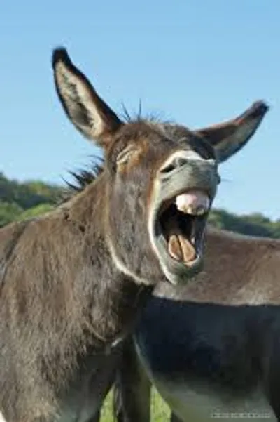 Illustration bray - Image 2