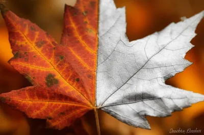 Illustration silvering - Image 1