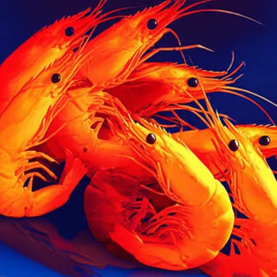 Illustration prawn - Image 1