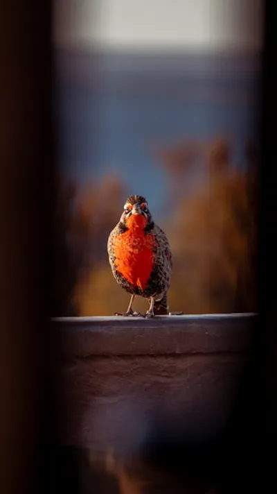 Illustration meadowlark - Image 2