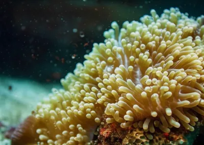 Illustration respiration - Image 1