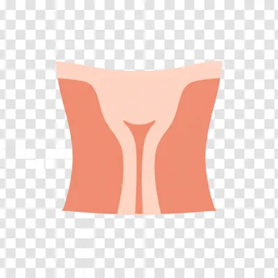Illustration cervix