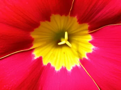 Illustration emasculate - Image 1