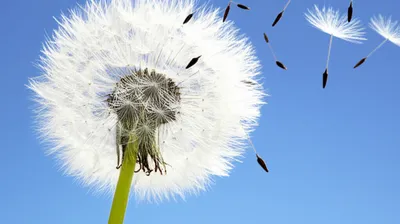 Illustration fluff - Image 1