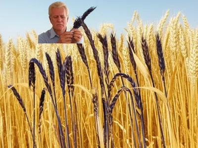 Hình ảnh minh họa sp - Ảnh 1