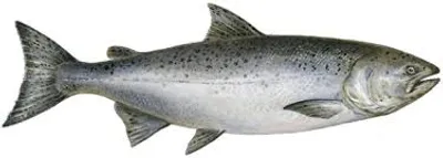 Illustration salmon - Image 2