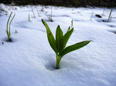 Illustration anticipates - Image 1