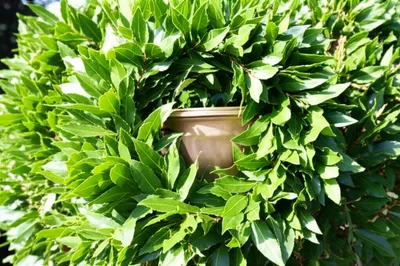 Illustration bay - Image 1