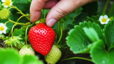 Illustration extracting - Image 1