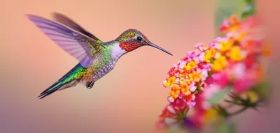 Illustration hummed - Image 1