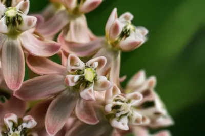 Illustration horns - Image 1