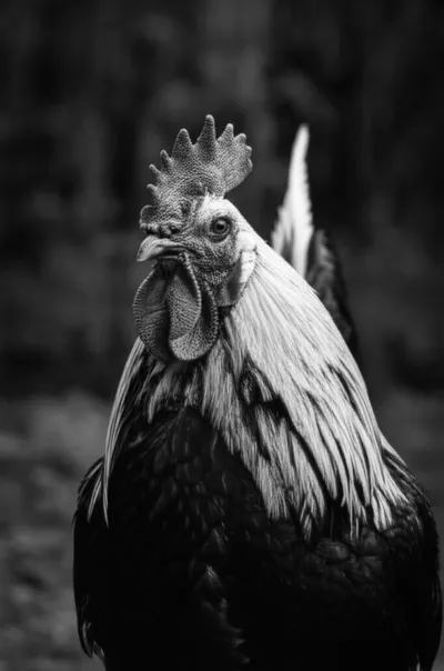 Illustration dubbed - Image 1