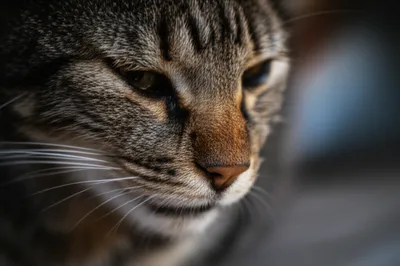 Illustration gapes - Image 1