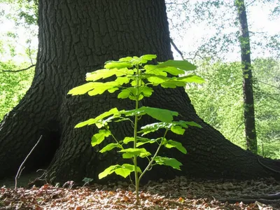 Illustration greater - Image 1