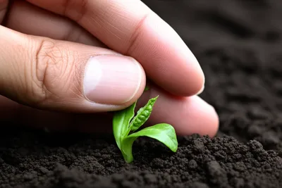 Illustration chokes - Image 1