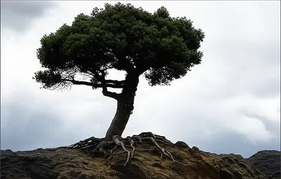 Illustration sturdy - Image 1